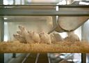 Коллегия Евразийской экономической комиссии приняла Руководство по работе с лабораторными животными при проведении доклинических исследований